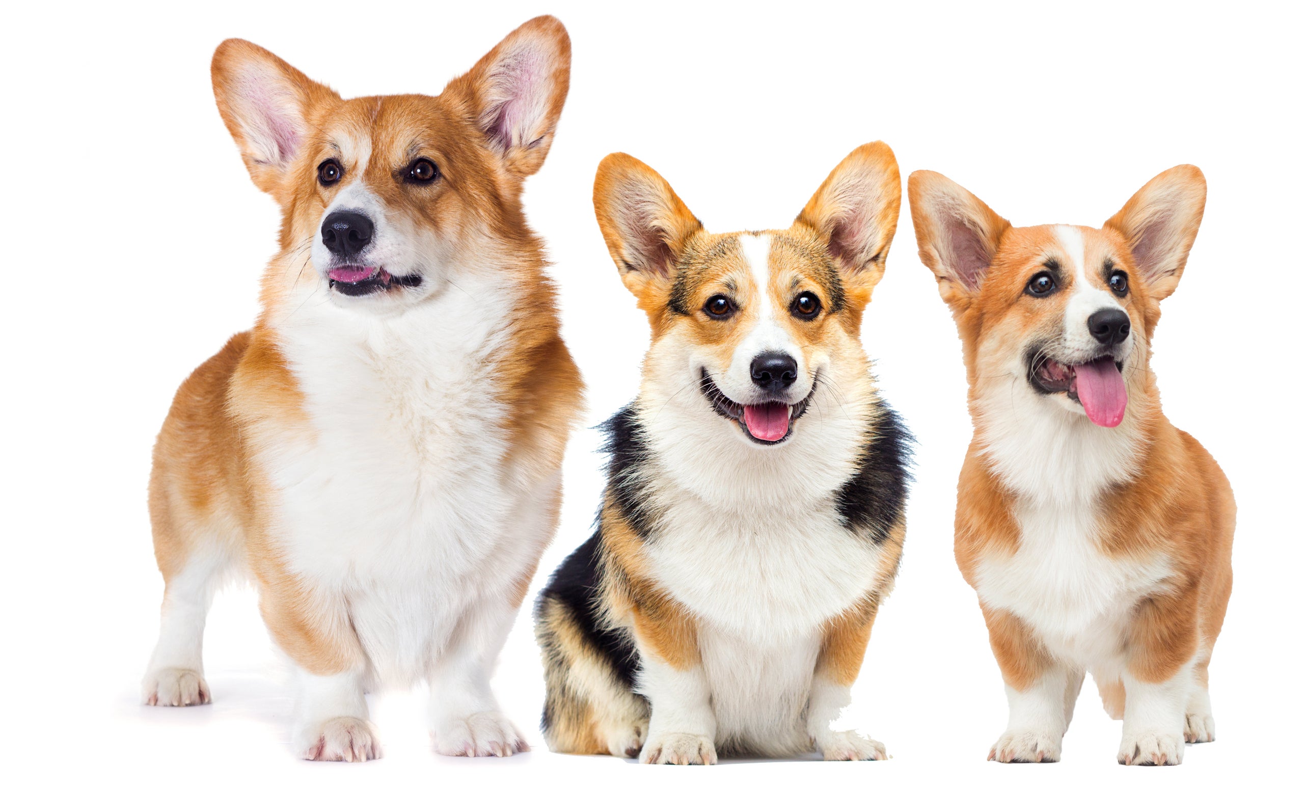 Corgi breeders best sale midwest